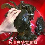 【包活到家】福建东山特大青蟹鲜活红膏蟹红鲟蟹满肉螃蟹肉蟹母蟹