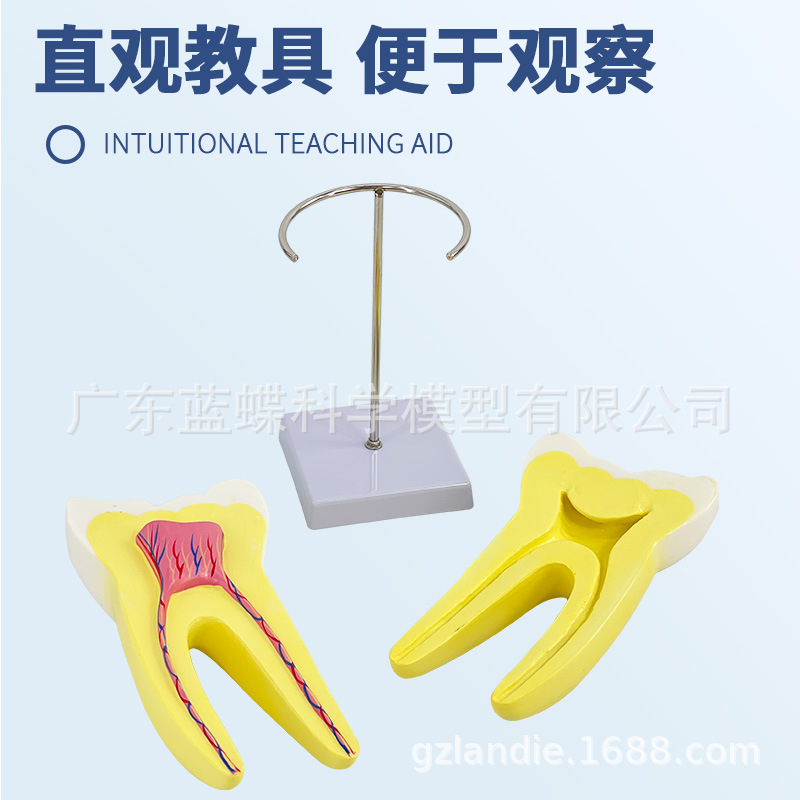 ����ĥ������ģ�� �׶�԰�̾�ҽѧ��ѧ��������ͨ�� �����֧��