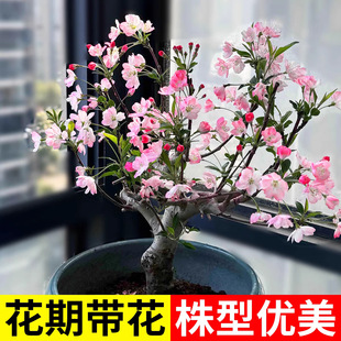 ���z���Ļ������҃��̨ͥԺ���@���������辰�L�۹ں���ֲ��