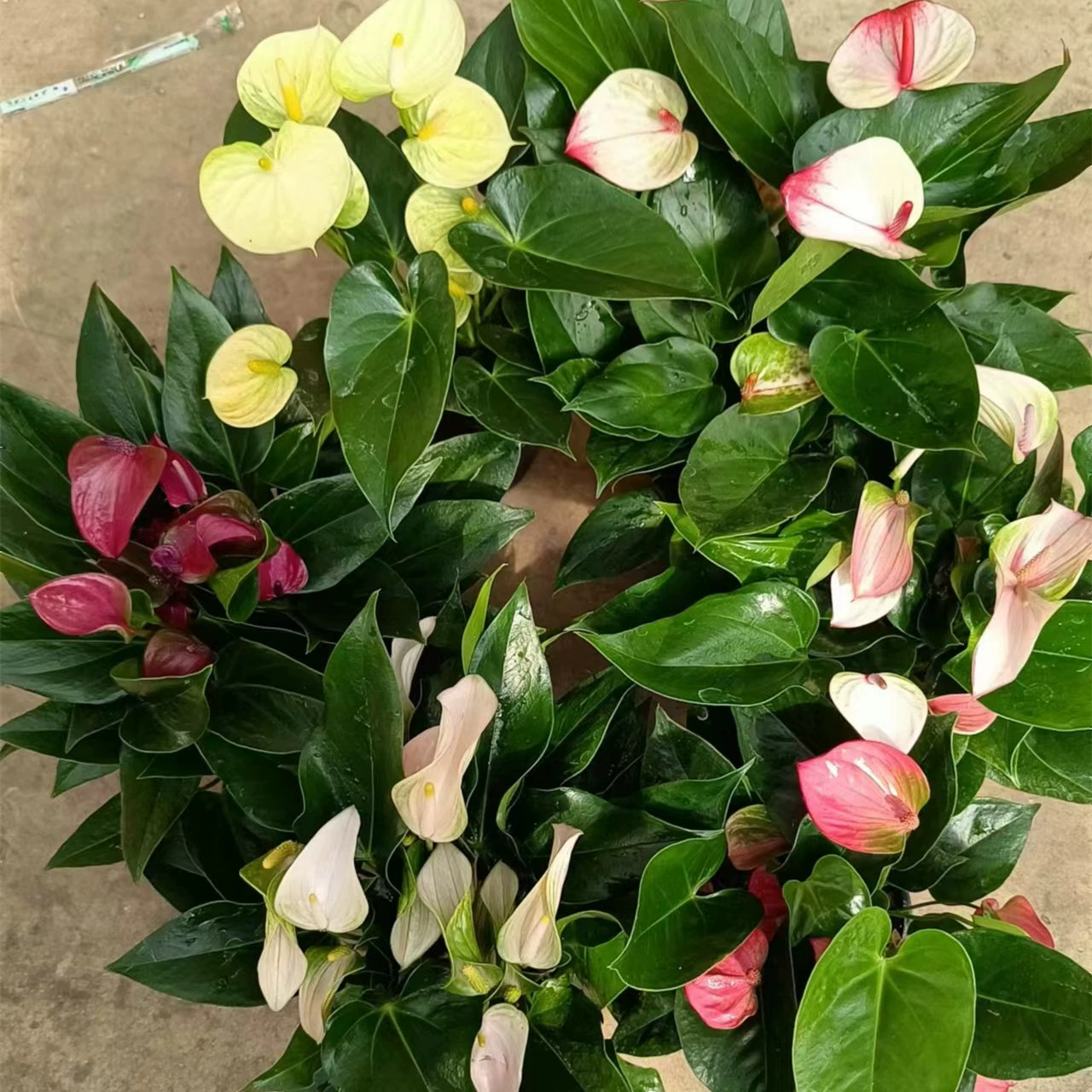 140 Tianxi Mixed Anthurium Andraeanum Four Seasons Цветущее зеленое растение Гостиная Рабочий стол Внутреннее и наружное растение в горшке Зеленое растение Хорошее повышение Комнатное растение