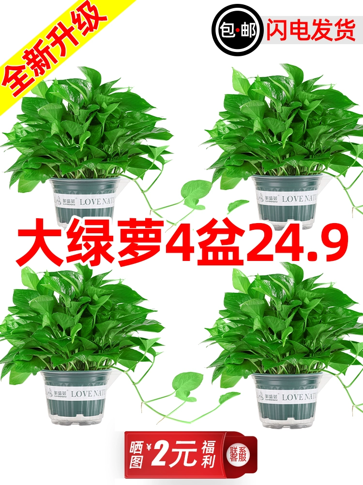 Большая зеленая редька в горшке, комнатное растение, цветок, зеленое растение, гидропоника, длинная лоза, подвесная большая зеленая редька с листьями, новый дом, поглощение формальдегида