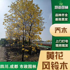 黄花风铃木树苗四川园林绿化别墅庭院耐寒植物行道景观风景树苗木