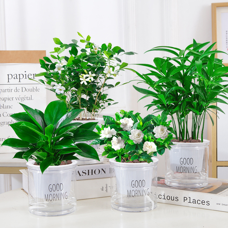 [특별 제공 녹색 식물] 골든 다이아몬드 + 치자나무 + 구리향 + 대나무와 편백나무(좋은 아침 분지) + 영양액