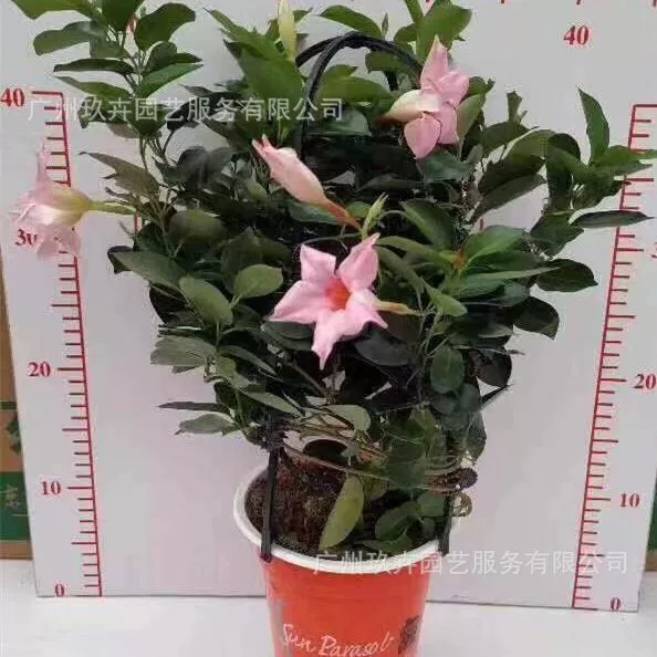 Ароматная лоза Цветочное растение для просмотра в горшке Парк Цветочная кровать Зеркало для растений Офисное настольное растение в горшке