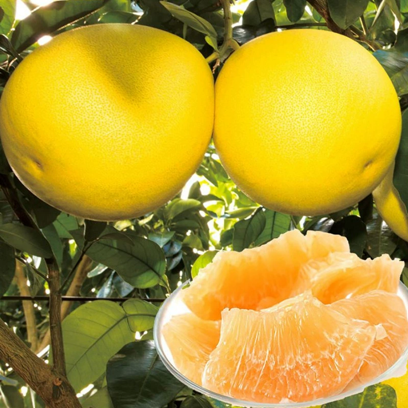 База фруктового дерева Оптовая Золотой мед помело Бессемянный мед помело прививка помело Рассада Золотой помело