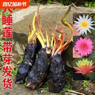 Perfume Water Lily Root Block William Four Seasons Flower Fish Tank Bowl Lotus Lotus Water Culture Lotus Aquatic Courtyard Pond Pool