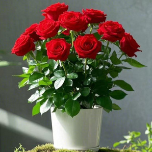 �¼�����õ��С���ļ��_���̨���Ի���ͥԺ���پGֲ����ٱ��Nޱ