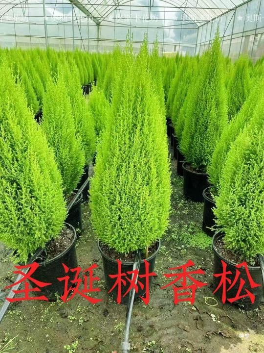 香松盆栽小圣诞树绿植植物客厅阳台庭院四季绿植好养基地原土发