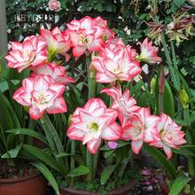 海蒂的花园南非朱顶红阿弗雷进口种球鬼魅滑稽演员花卉植物室内花