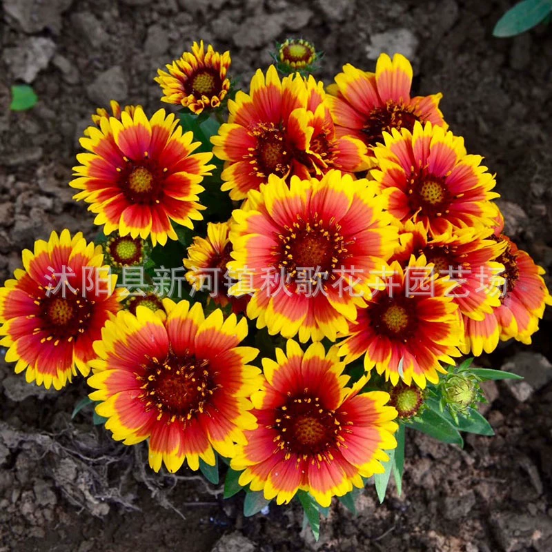 Многолетние Семена Небесной Хризантемы Кожи Тигра Хризантемы Колеса Семена Хризантемы Длинное Цветение Двор Открытый Горшечное Растение Посев весной и осенью