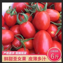 西红柿现摘圣女果小番茄新鲜水果樱桃番茄新鲜蔬菜孕妇水果包邮