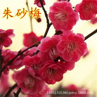 ��ɰ÷�������~÷ ÷��ͥԺ�^��ֲ�����Ե����ͺ����B÷����ɫ��