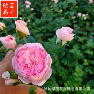 薔薇綠色圖片 海量高清薔薇綠色圖片大全 阿里巴巴