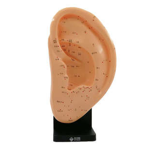 ���~22CM����ᘾ�ģ�ʹ� ��ģ�� ����ᘾ�Ѩλģ��