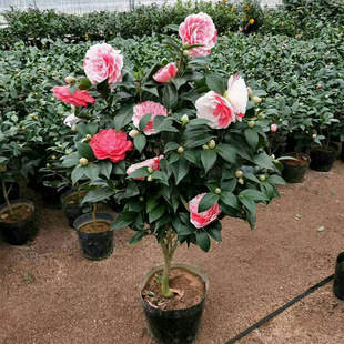 Xiangfei Camellia Potted Plant with Buds, Five-Color Red Flower Plant, Easy to Grow Indoor Camellia Saplings That Bloom in All Seasons