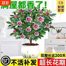 金边瑞香盆栽浓香带花苞老桩室内客厅年宵花绿植物耐寒四季开花卉