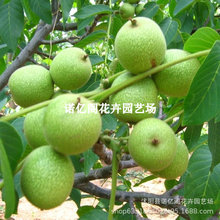 核桃树苗嫁接果树苗南方北方种植薄皮薄香1号核桃苗地栽当年结果