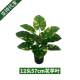 Cross-border in stock Simulation Green Plant Dropping Variegated Green Pot Simulation Flower Indoor Decoration Living Room Flower Taro Leaf