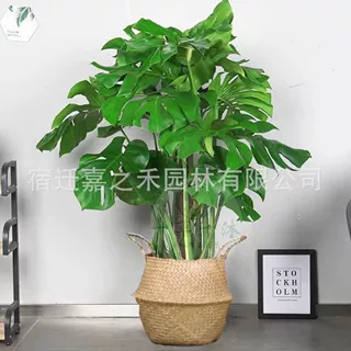 龟背竹大型室内龟背竹大叶四季长青花卉绿植盆栽四季好养活净化空