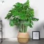 大叶盆栽四季大型花卉