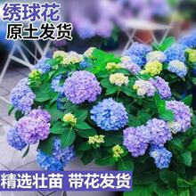 �����玧���l؛�o�M���ļ���������ͥԺ���B�Ļ���ֲ���҃Ȼ�