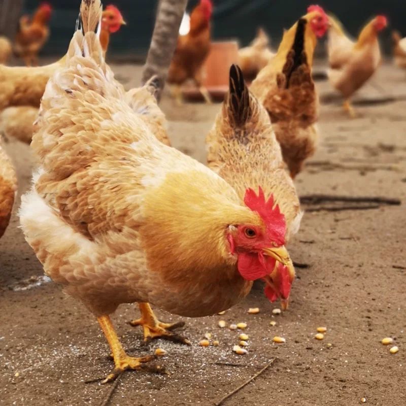 本場の3年飼育鶏、農場で放し飼いに育てた鶏、屠畜したての鶏、鶏もも肉、鶏胸肉、丸鶏|undefined