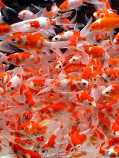 �t�ײݽ��^�p�~���~�ݽ��~��ˮ�~���B�ͻ�С���~��ˮ�~�����~