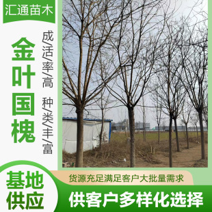 8— 12cm Golden Leaf Acacia Base Wholesale Golden Leaf Acacia Seedlings Manufacturer Ready Stock Supply