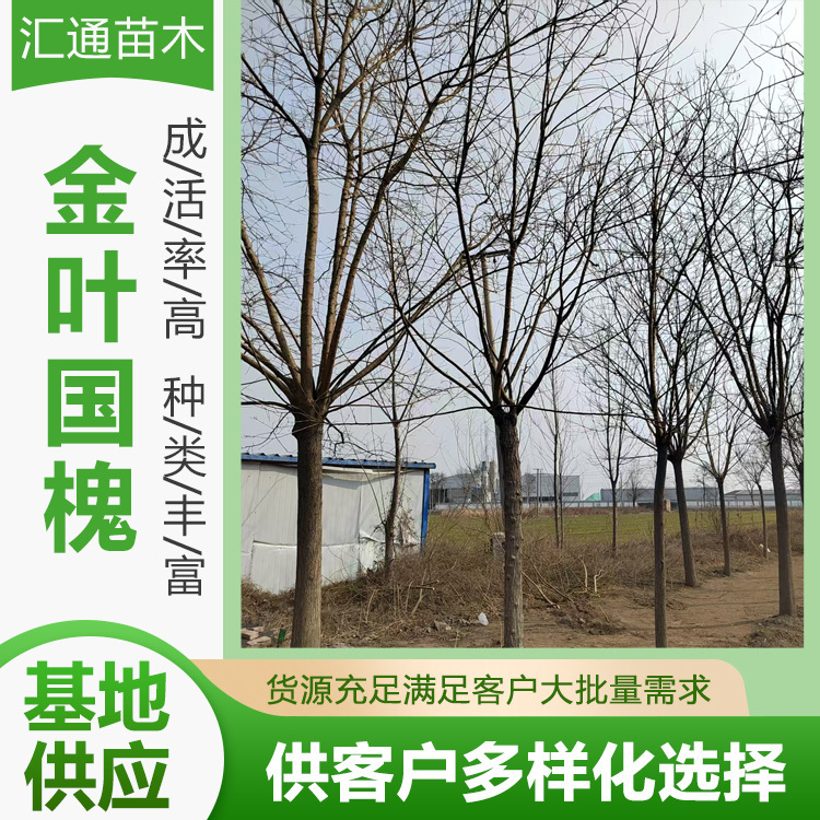 8— 12cm Golden Leaf Acacia Base Wholesale Golden Leaf Acacia Seedlings Manufacturer Ready Stock Supply