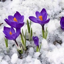 带芽药用藏红花种球西红花番红花植物秋冬耐寒盆栽花卉四季开花