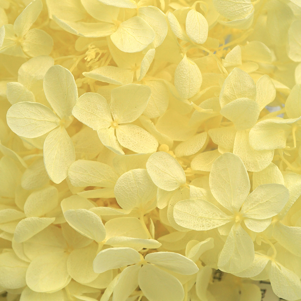 Hidrangea de madera, amarillo claro -- 20g/caja
