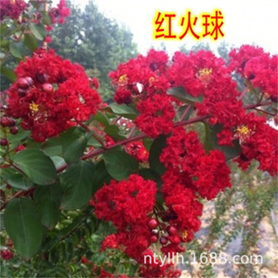 Crape Myrtle Saplings, Red Flowers, Crape Myrtle, Hundred-Day Red, North and South Courtyard Planting, Four-Season Greening Project Seedlings, Landscape Saplings