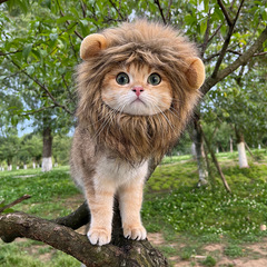 Internet celebrity pet cat lion headgear rabbit ears frog bear pet hat funny headwear dress up wholesale