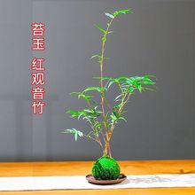 迷你型观音竹凤尾竹盆景植物禅意庭院室内绿植桌面竹子盆栽观赏