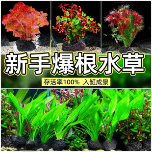 ˮ��ֲ���~�׌������G���쾰���ˮ��G��ɽʯֲ����ˮ�|��ˮ��