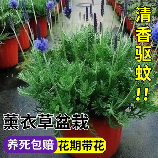 ޹�²����Ի�ֲ��Ҿӿ͏d��ˇ�[���k�����b�����ļ��໨