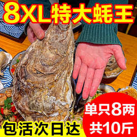 8XL特大蚝王乳山生蚝鲜活牡蛎新鲜超大肉海蛎子10斤海鲜刺身即食