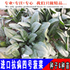 Anti -disease No. 4 spinach seeds Black leaf black leaf overwintering and cold leaf spinach seeds spring autumn and winter vegetable seeds
