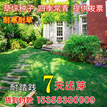 美国四季青草坪种子耐践踏小区绿化大面积工程护坡多年生草种籽