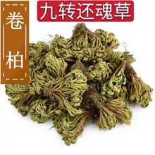 卷柏中药材九死还魂草小卷柏还魂草长生草新货多规格非进口其他