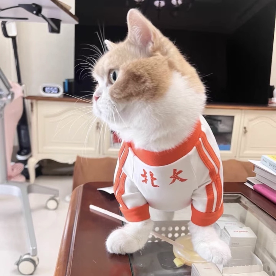 애완 동물 강아지와 고양이 옷 봄과 가을 바닥 셔츠 골드 그라데이션 래그 돌 고양이 테디 비숑 귀엽고 잘 생긴 티셔츠