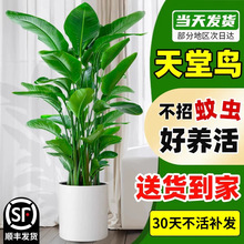 天堂鸟绿植盆栽室内大型真树客厅大叶植物办公室鹤望兰好养活花卉