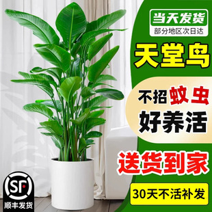 �����B�Gֲ�����҃ȴ������͏d���~ֲ���k�����Q���m���B���