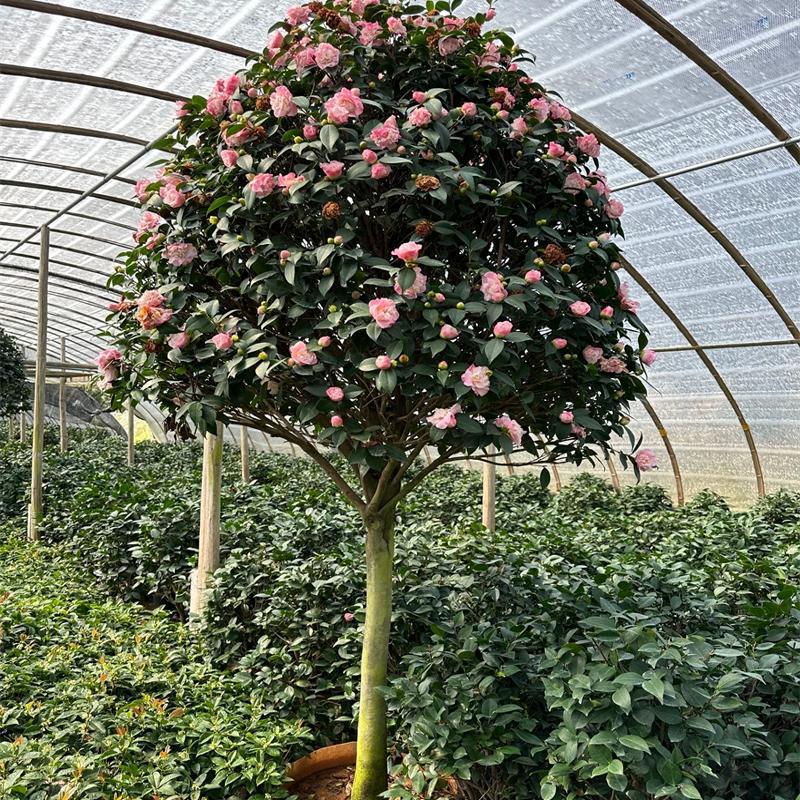 高杆香妃大型茶花五色赤丹红赤丹耐热耐寒四季常青庭院别墅盆栽