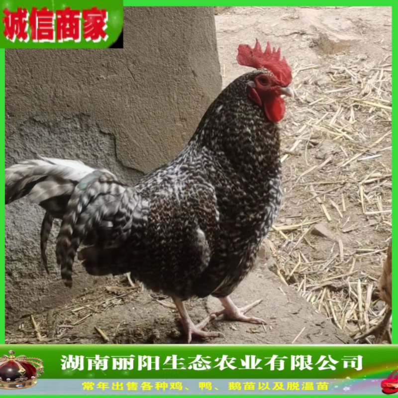 批发黑芦花鸡公苗活体出壳一日龄毛毛鸡农村放养土鸡提供养殖技术