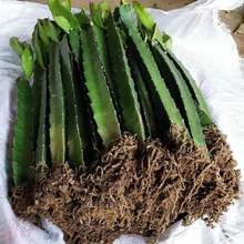 红心红肉火龙果树苗南方北方四季种植阳台庭院室内外种植当年结果