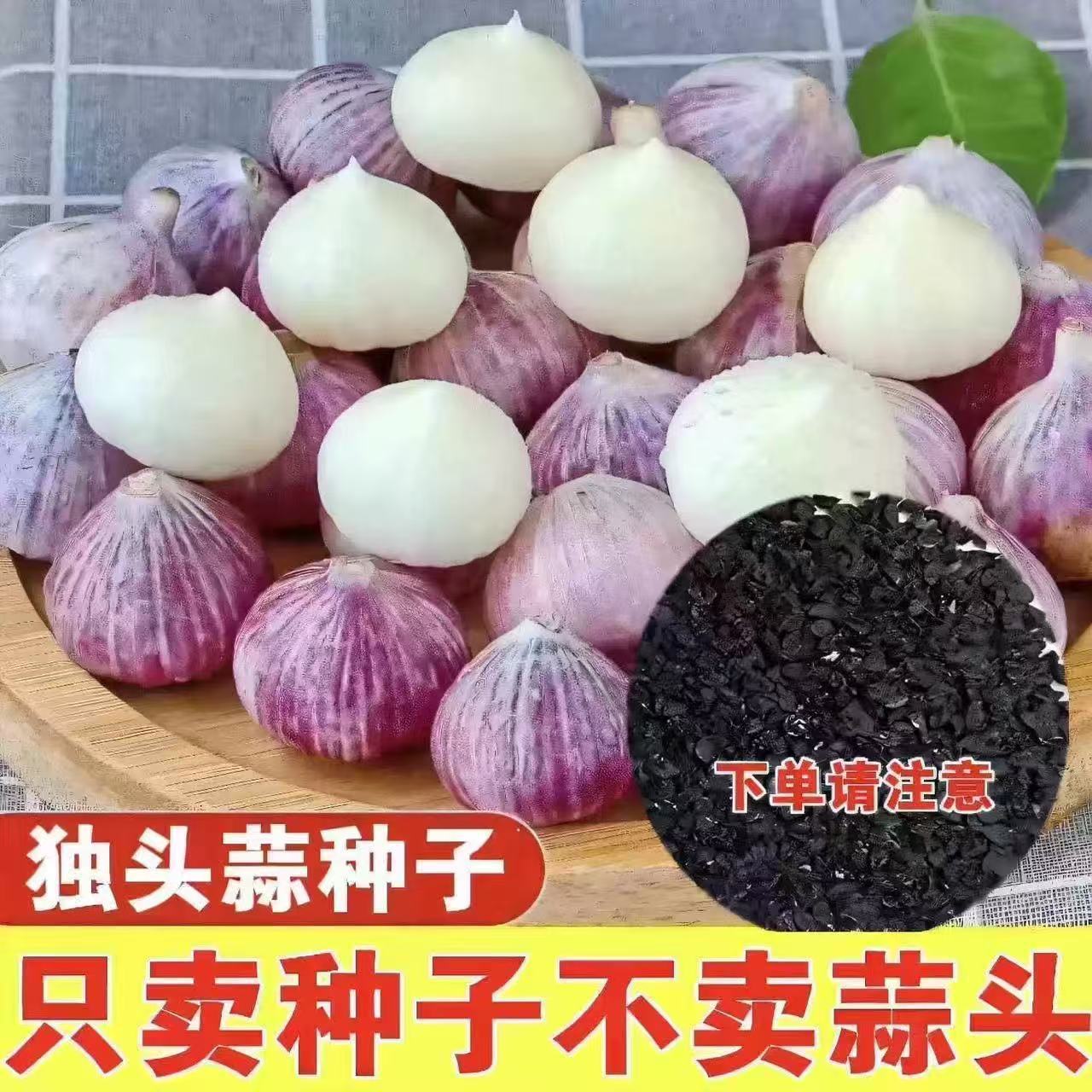 山东正宗紫皮大蒜种子紫红皮多瓣大蒜种子蒜苗种子今年大蒜头种子