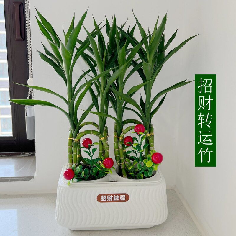 L0V Authentic Woven Fortune-Attracting Bamboo, Fortune-Attracting Bamboo, Various Flower Seedlings, Easy to Grow for Lazy People, Fortune-Attracting Bamboo