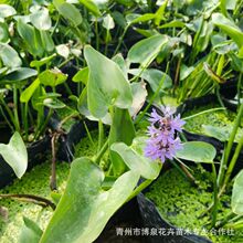 ����ˮ��ֲ�� ���~���^�~ֲ�� ˮ���������~��Ʒ�N�Rȫ�ɽӹ��̆�