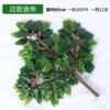 Glue-coated mini ficus (12 branches)